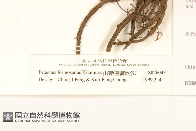 臺灣款冬藏品圖，第3張