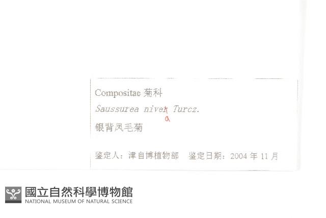 銀背風毛菊藏品圖，第3張