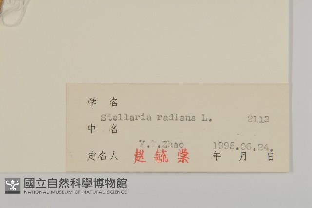 垂梗繁縷藏品圖，第3張