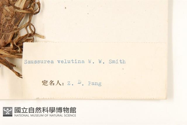 氈毛風毛菊藏品圖，第3張