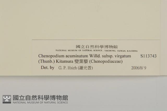 變葉藜藏品圖，第3張