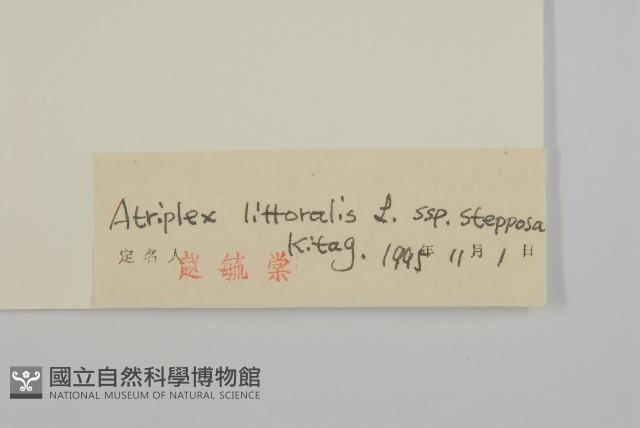 濱藜藏品圖，第3張