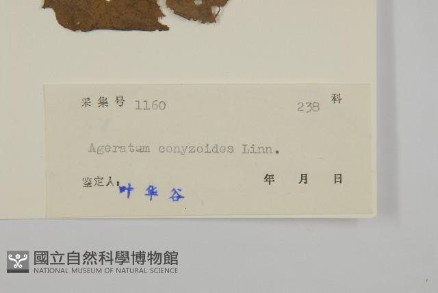 霍香薊藏品圖，第3張