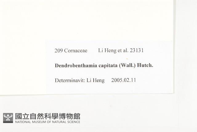 頭狀四照花藏品圖，第3張