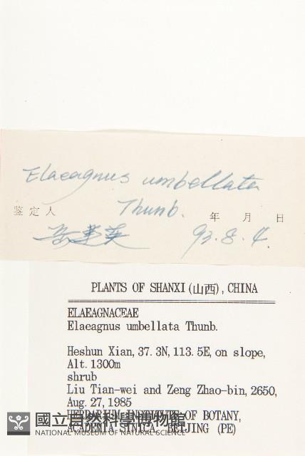 小葉胡頹子藏品圖，第3張