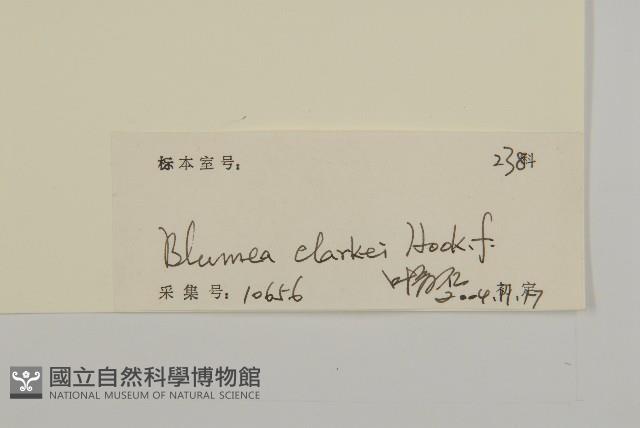 七里明艾納香藏品圖，第3張