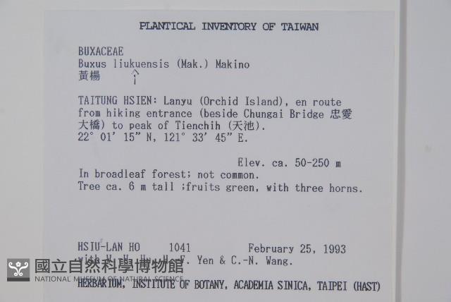 琉球黃楊藏品圖，第2張