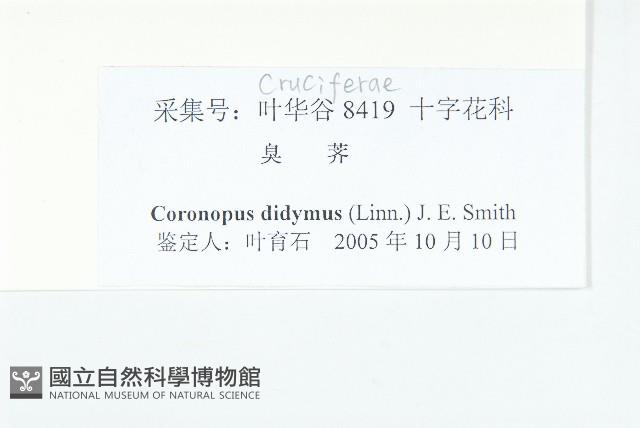 臭濱芥、臭薺藏品圖，第3張