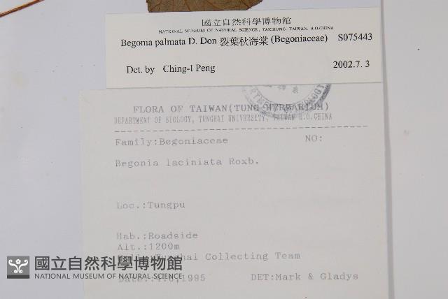 裂葉秋海棠藏品圖，第2張