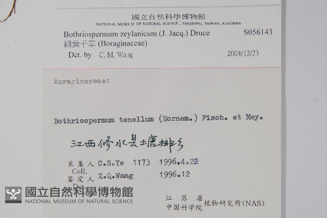 細纍子草藏品圖，第2張