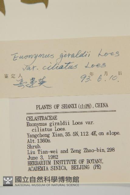 纖齒衛矛藏品圖，第3張