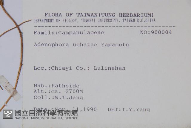 高山沙參藏品圖，第2張