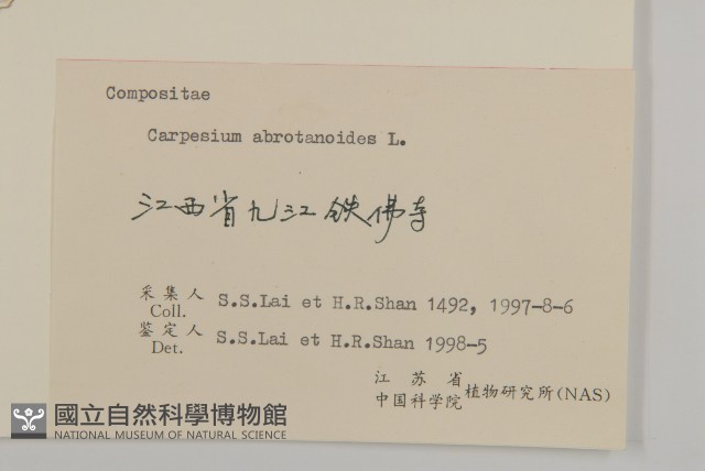 天名精藏品圖，第3張
