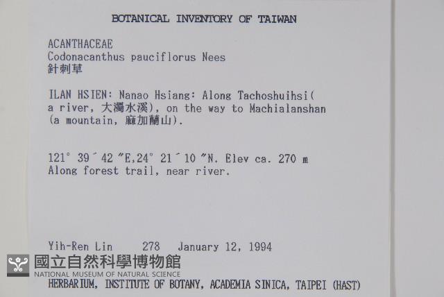 針刺草藏品圖，第2張