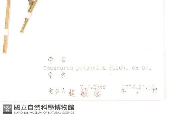 球花鳳毛菊藏品圖，第3張