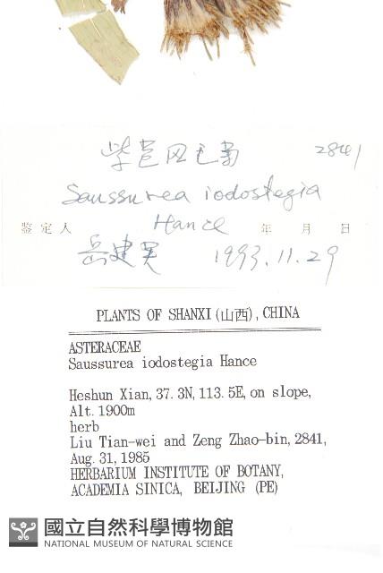 紫苞鳳毛菊藏品圖，第3張