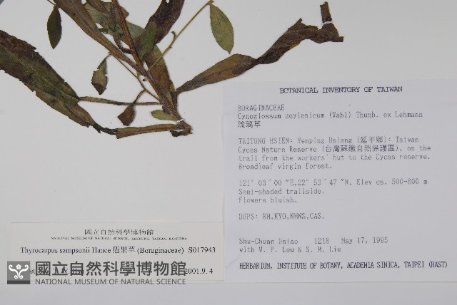 盾果草藏品圖，第2張