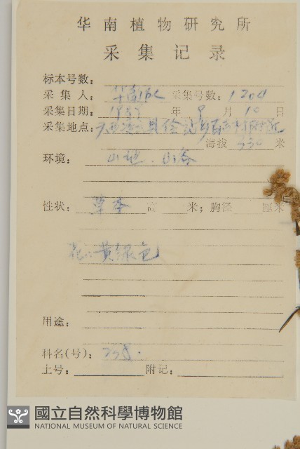 艾、五月艾藏品圖，第2張