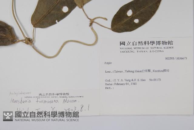 臺灣牛嬭菜藏品圖，第2張