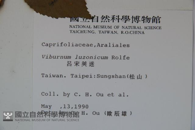 呂宋莢迷藏品圖，第2張