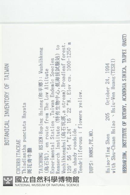 斑花青牛膽藏品圖，第2張