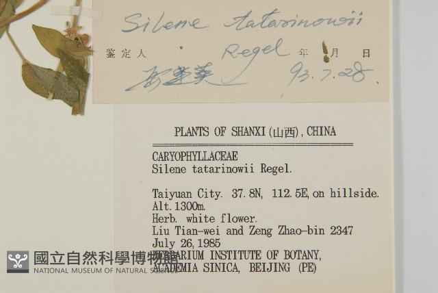 石生蠅子草、山女婁菜藏品圖，第3張