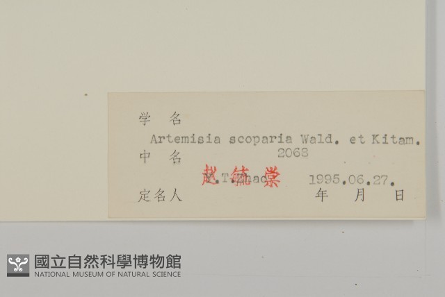 黃蒿藏品圖，第3張