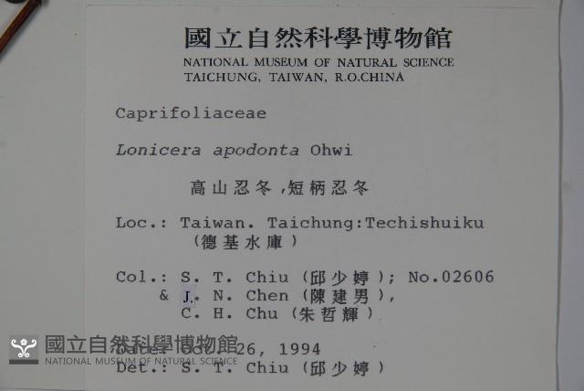 無梗忍冬藏品圖，第2張