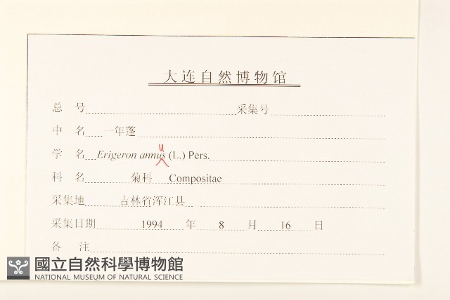 白頂飛蓬藏品圖，第3張