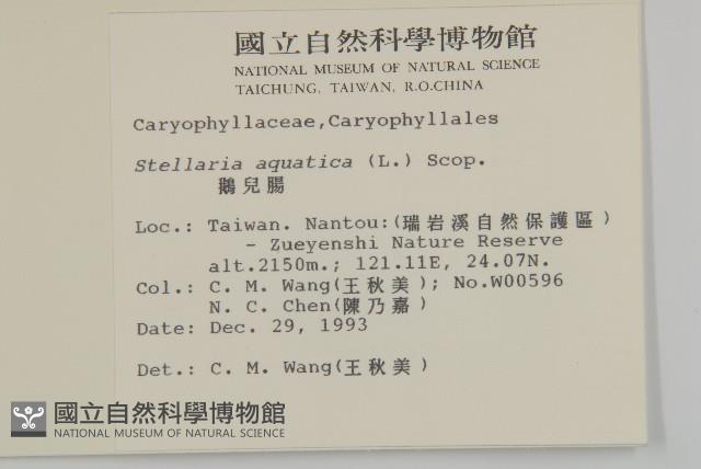 鵝兒腸藏品圖，第2張