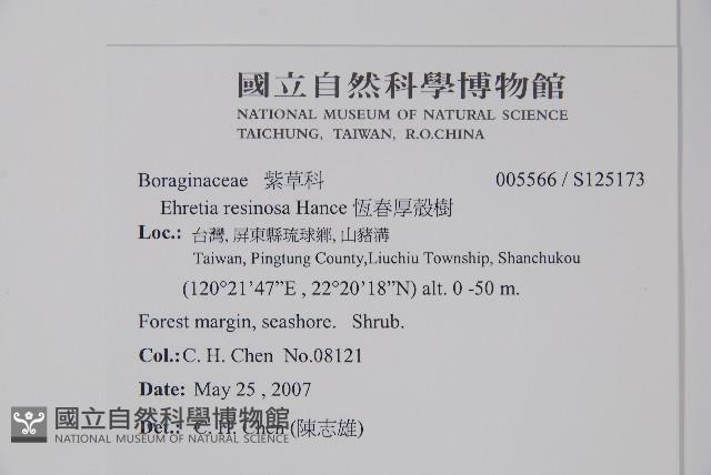 恆春厚殼樹藏品圖，第2張