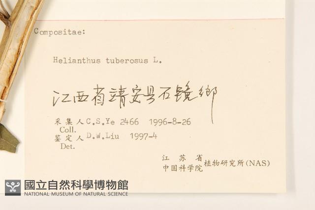 塊根向日葵藏品圖，第3張