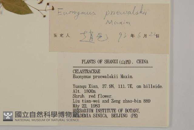 八寶茶藏品圖，第3張