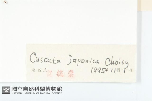 日本菟絲子藏品圖，第3張