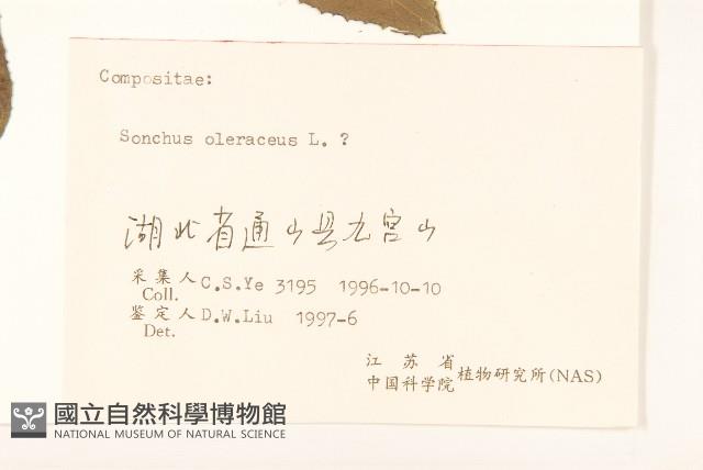 苦滇菜、苦菜藏品圖，第3張