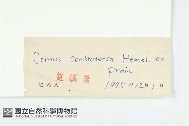 燈臺樹藏品圖，第3張