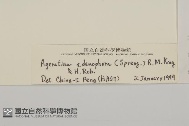 假藿香薊藏品圖，第3張