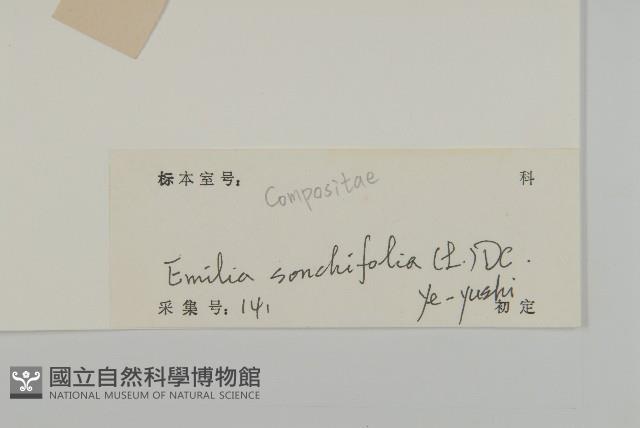 紫背草藏品圖，第3張