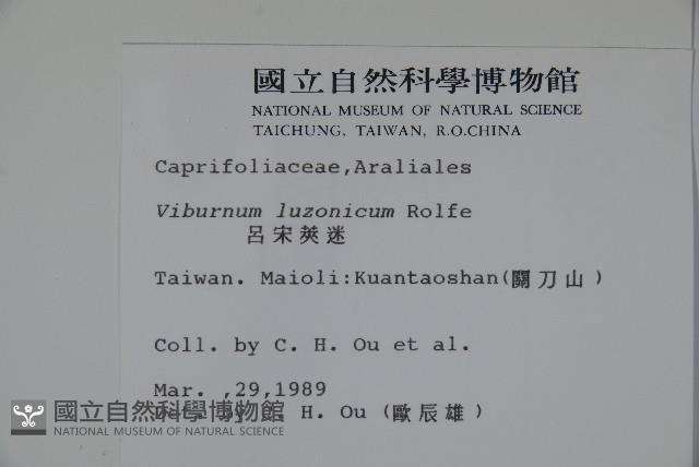 呂宋莢迷藏品圖，第2張