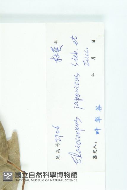 薯豆藏品圖，第3張