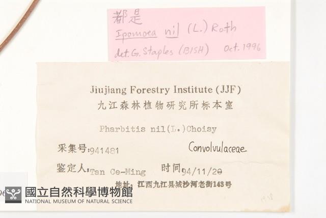 牽牛花藏品圖，第3張