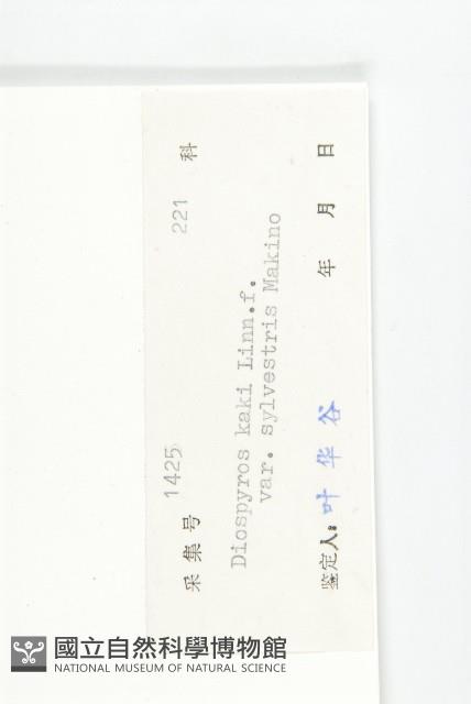 油柿藏品圖，第3張