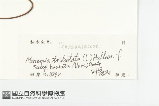 戟葉菜欒藤藏品圖，第3張