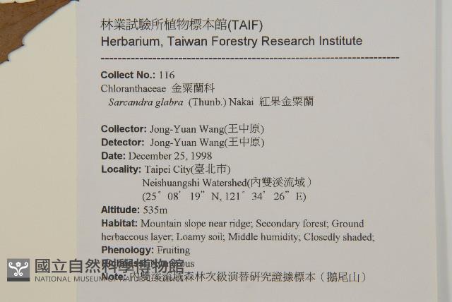 草珊瑚、紅果金粟蘭藏品圖，第2張