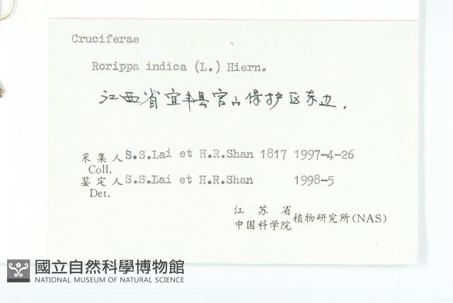 葶藶藏品圖，第3張