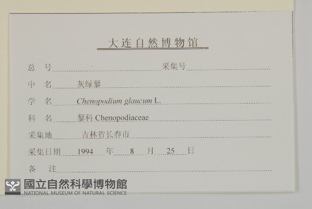 灰綠藜藏品圖，第3張