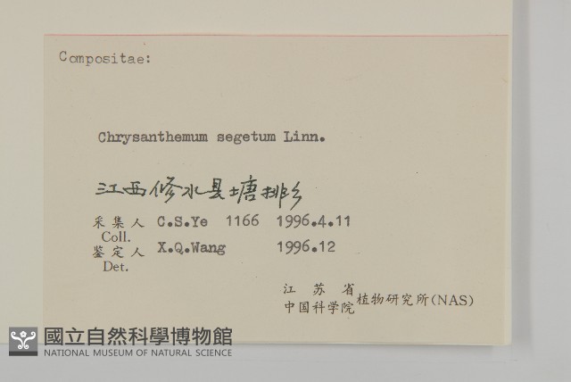 孔雀菊藏品圖，第3張