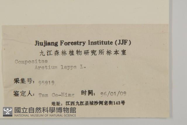 牛蒡藏品圖，第3張