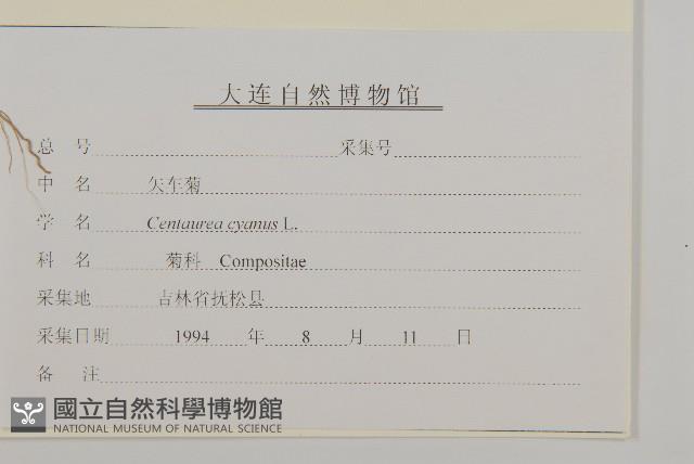 矢車菊藏品圖，第3張