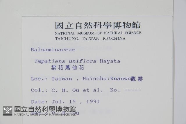 紫花鳳仙花藏品圖，第2張